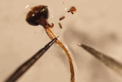 身怀六把“剑”：蚊子是这样吸血的！