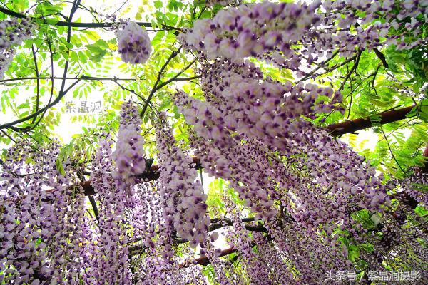 上海古藤园紫藤花是否开了,中国最大的紫藤园