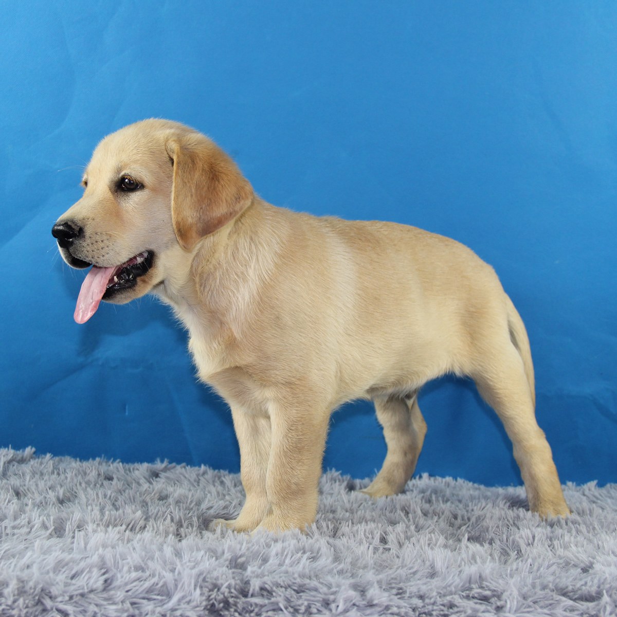 拉布拉多幼犬挠耳朵,拉布拉多老抓挠自己是怎么回事