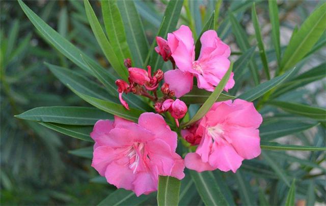 孕期室内不能养什么花和植物,什么花适合室内养对孕妇好