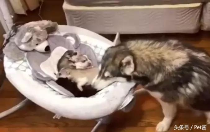 哈士奇妈妈生了,哈士奇生孩子还拆家吗