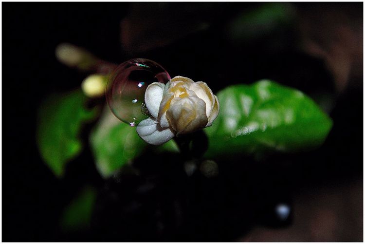 代表独特的花语的花是什么,什么花的花语是惊艳人心的呢