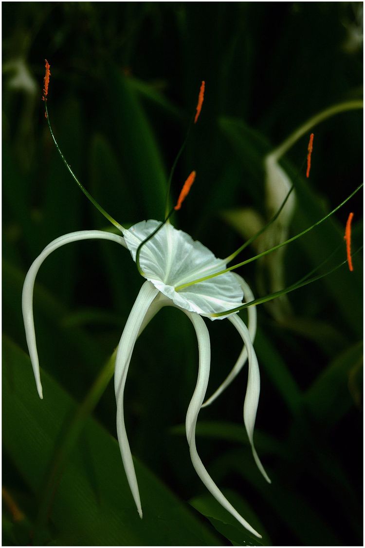 代表独特的花语的花是什么,什么花的花语是惊艳人心的呢