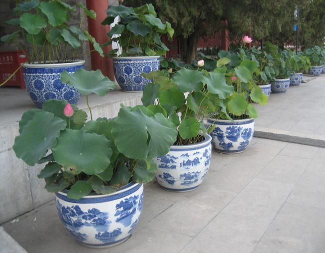 盆栽荷花的种植方法和注意事项,盆栽荷花的种植方法和时间