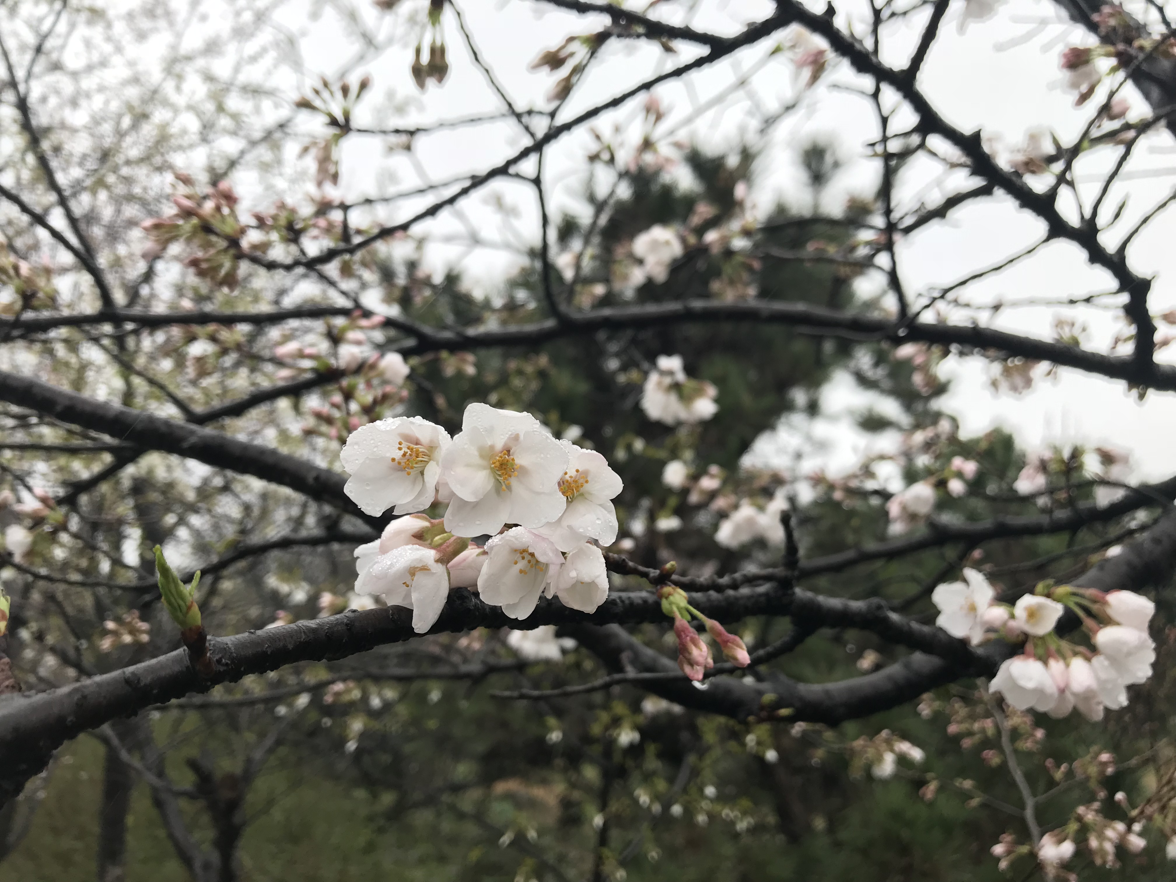 解酒效果很高的药,解酒护肝药物有用吗
