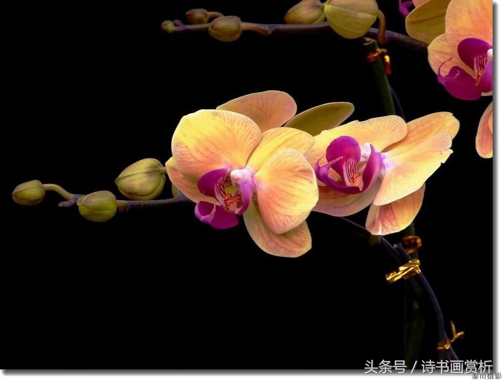 蝶为花，花为蝶，花蝶同化蝴蝶兰，痴情的人，三生后还能遇见…