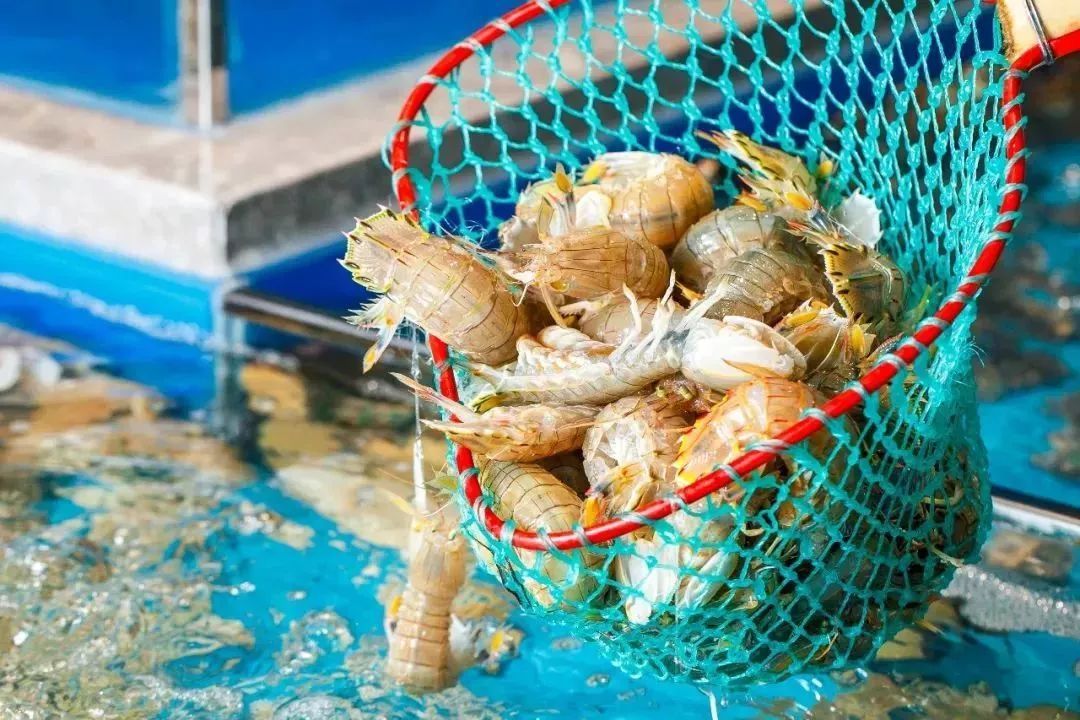 天津高端自助海鲜价位,天津顶级自助海鲜