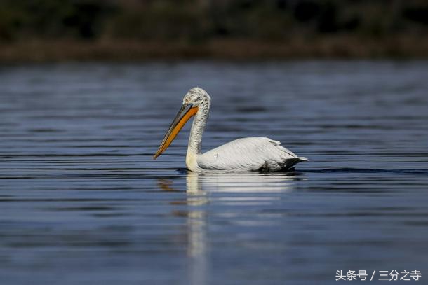阿尔巴尼亚的鹈鹕回到他们的泻湖王国