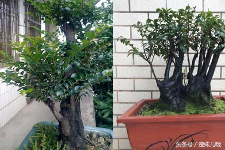 小叶紫檀手串怎么作假,小叶紫檀盆景真假如何鉴别