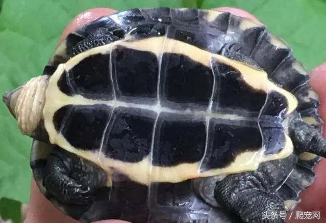 石金钱龟颜色及投资价值的关系