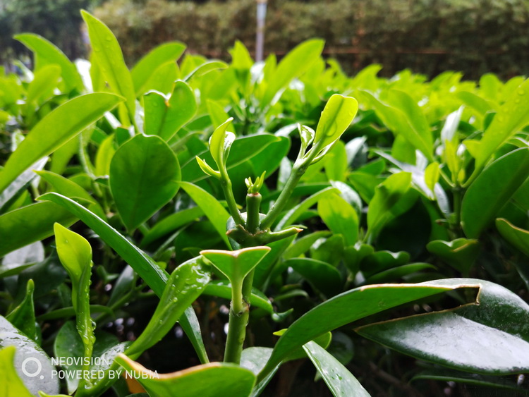 努比亚z18mini游戏测评,努比亚z18mini科技美学