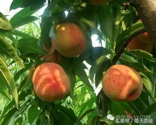 桃树叶子缩叶病,桃树缩叶病防治方法