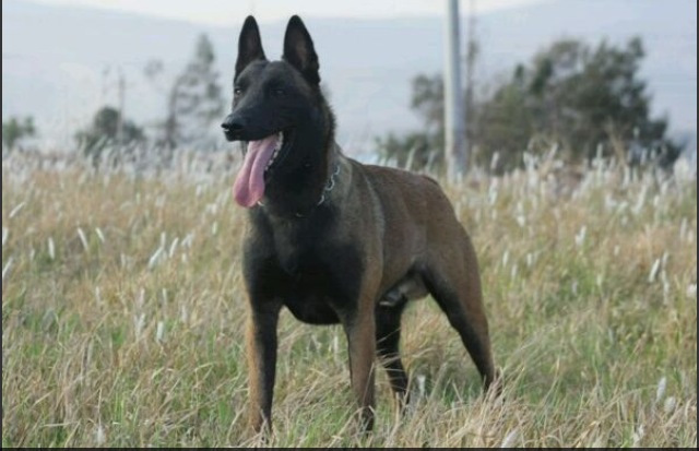 狗狗需要吃盐和糖吗,狗狗需要吃维生素吗