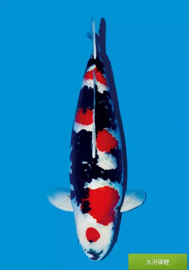 锦鲤白点病最好治疗方法,锦鲤小白点病怎么治疗