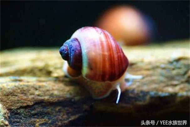 草缸除藻最好的螺,草缸内的螺