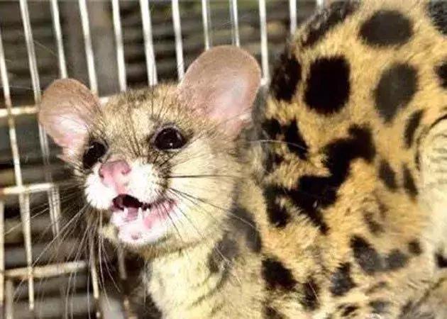 适合养的白猫品种,小灵猫特征