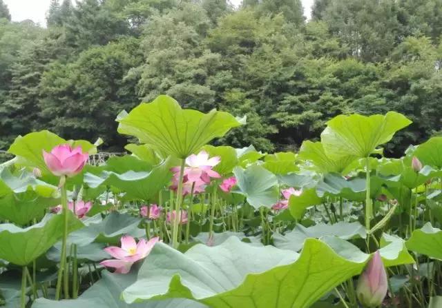 鎴戠殑瀹朵埂纾愮煶浠嬬粛,鎴戠殑瀹朵埂纾愮煶鐭冲拃