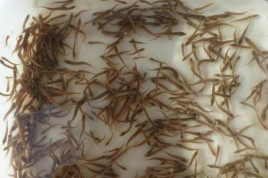 养泥鳅致富卖多少钱一斤,养殖普通泥鳅多少钱一斤