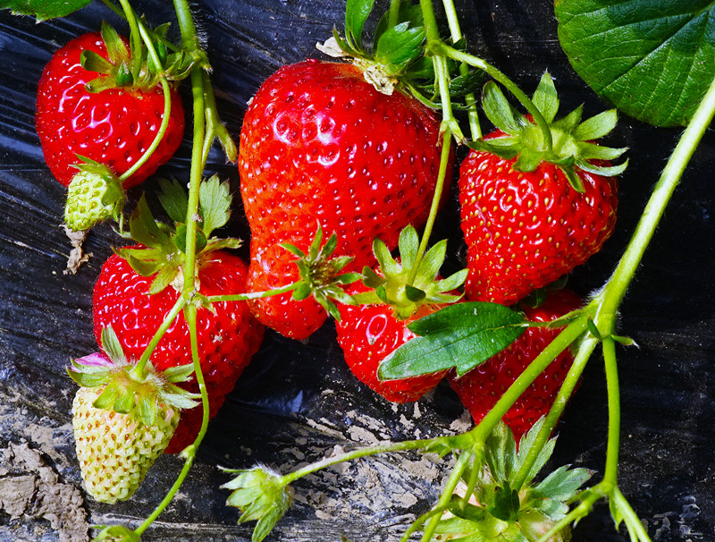 双阳滑翔伞一日游价格表,长春附近双阳滑翔伞基地