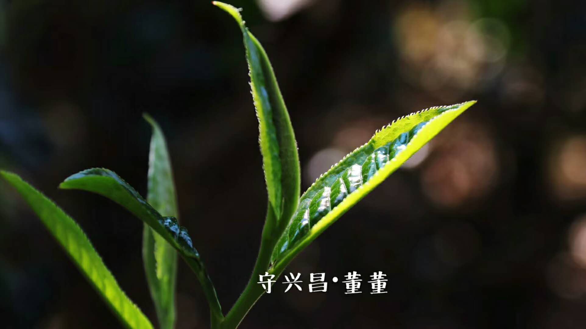 怎样网购茶叶不被坑,网购的便宜茶叶大多不靠谱吗
