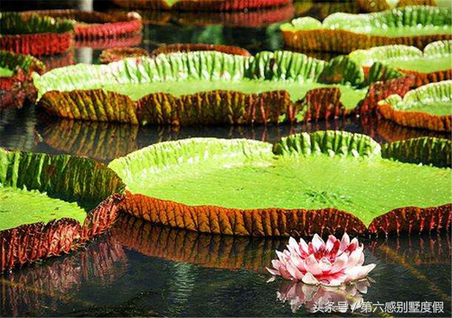 毛里求斯自助游攻略，带你玩转“非洲瑞士”