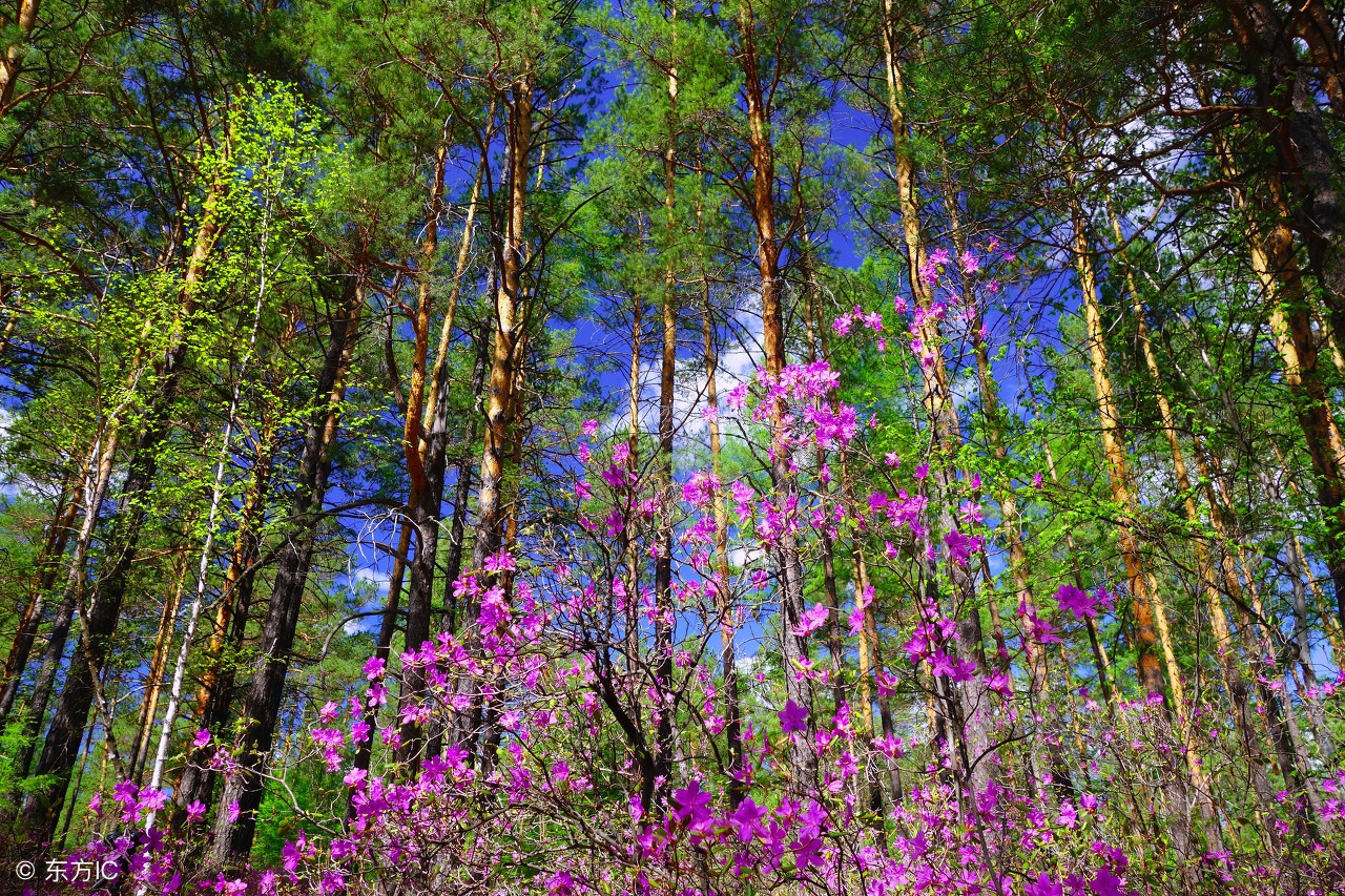 漠河杜鹃花风景图片,感受漠河白桦林的气息和美景