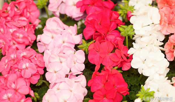 天竺葵精油涂在哪里止痛,面部专用精油天竺葵精油