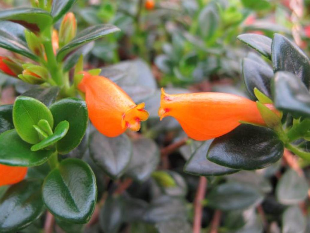 金鱼吊兰不开花什么原因,金鱼吊兰养殖方法一般多久开花