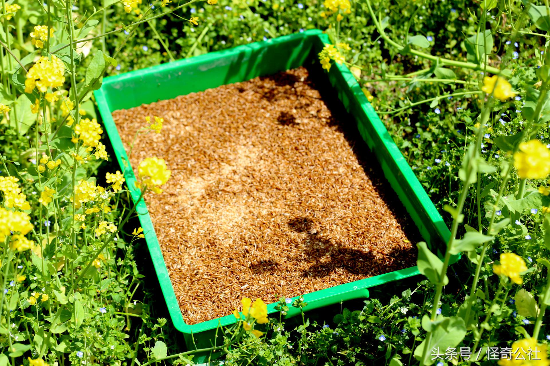 宜昌雾渡河石蛙养殖,石蛙养殖技术附近石蛙养殖基地