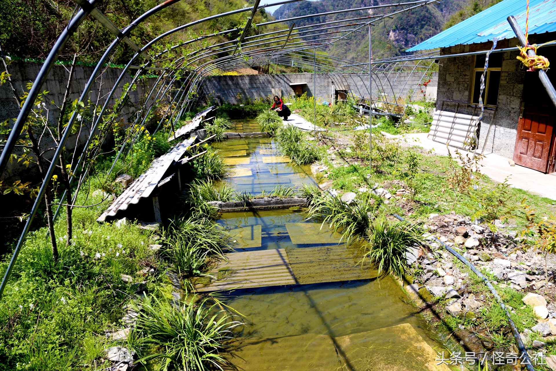 宜昌雾渡河石蛙养殖,石蛙养殖技术附近石蛙养殖基地