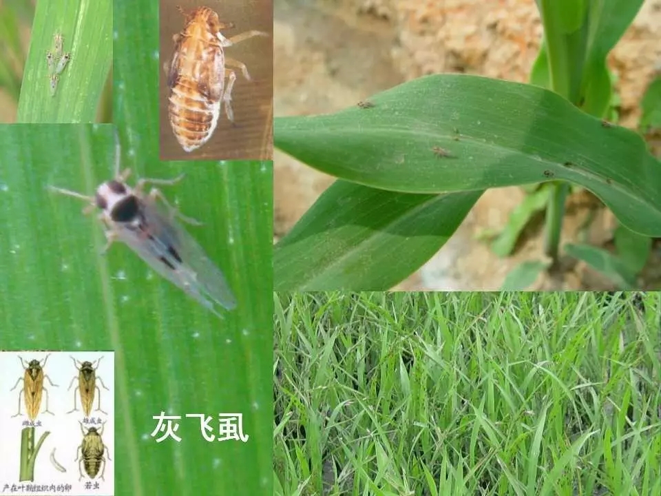 重庆室内常见害虫,储粮害虫常见图片