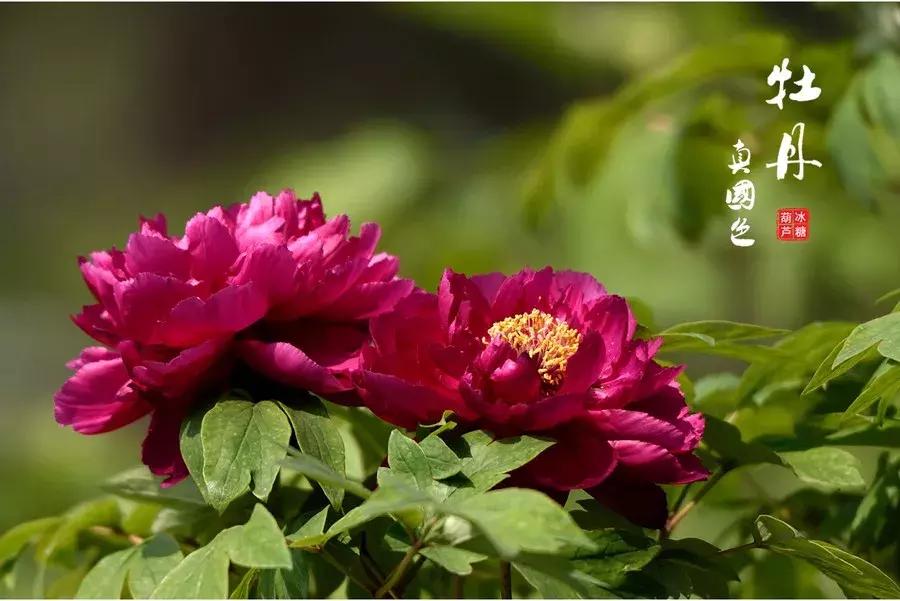 牡丹诗十首花开富贵,赏牡丹诗100首