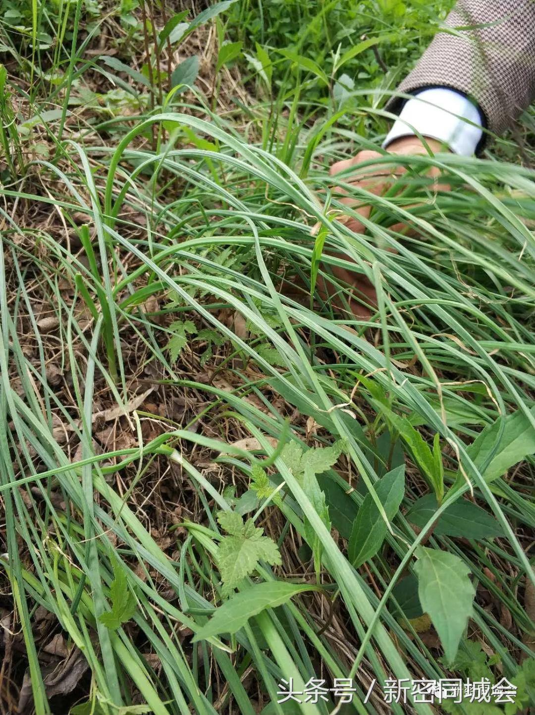 新密市九里山风景区摘槐花,新密超化九里山槐花林