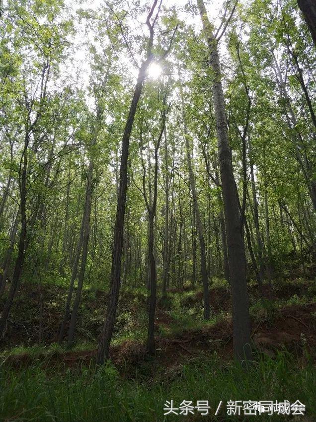 新密市九里山风景区摘槐花,新密超化九里山槐花林