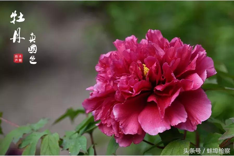 四月牡丹花开的诗词,牡丹真国色花开时节动京城的意思