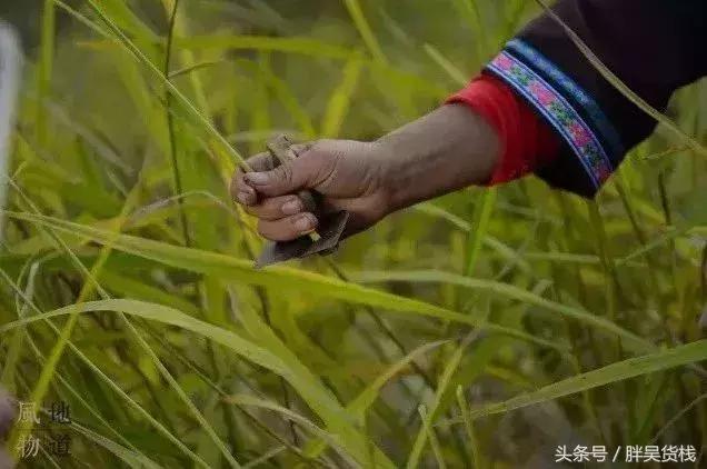 舌尖上的广西河池美食视频,被遗忘的舌尖上的美食