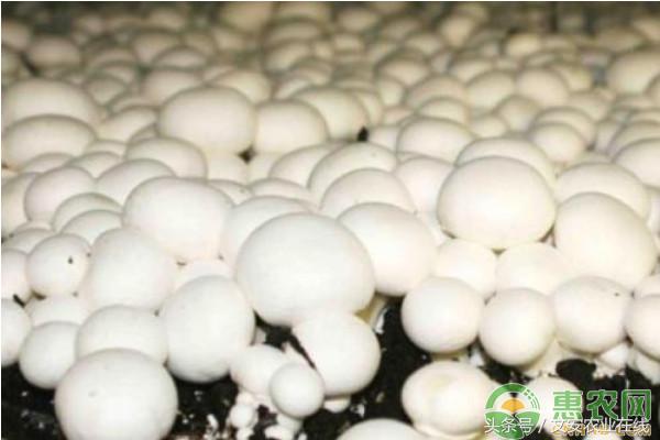 双孢菇栽培技术视频教程,双孢菇栽培技术和配料