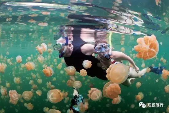 帕劳潜水在潜水界的地位,帕劳哪个岛适合潜水