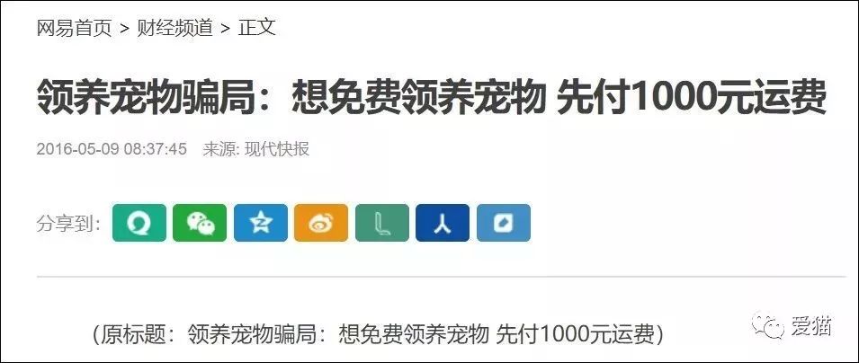 英短猫或蓝猫有没有可以领养的呀,英短猫可以领养吗