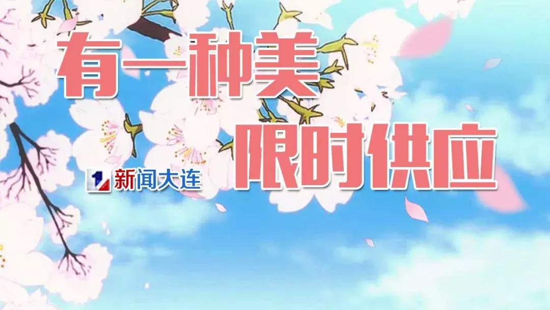 旅顺二三樱花园价格,旅顺203樱花园门票军人免费么