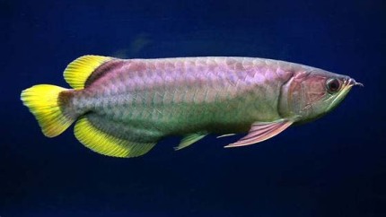 龙鱼老孙视频,龙鱼好养吗