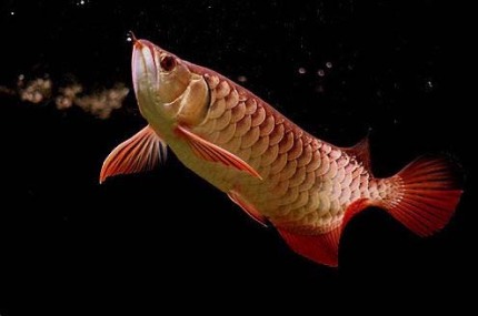 龙鱼老孙视频,龙鱼好养吗