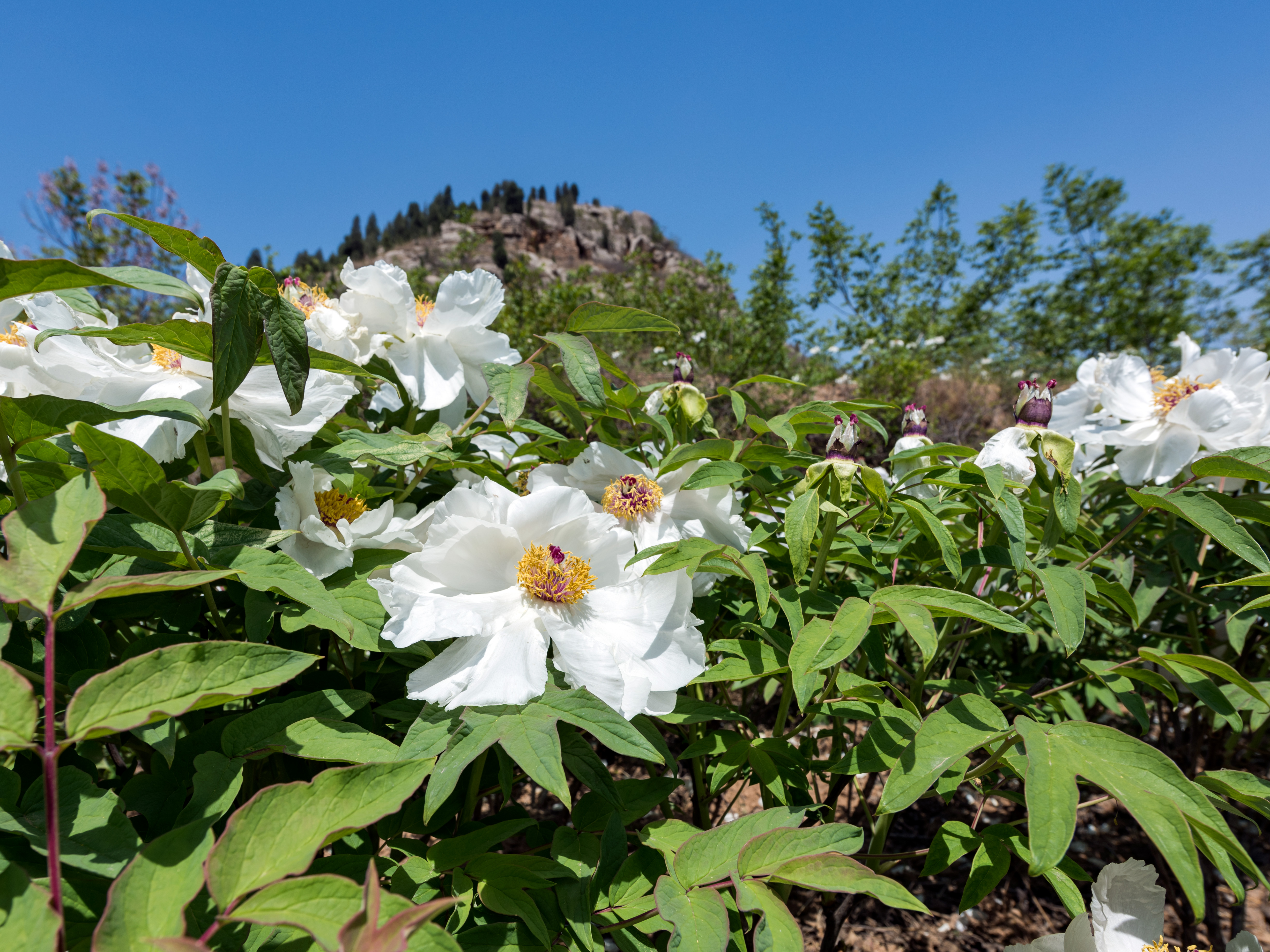 娴庡崡鏄ユ殩鑺卞紑楦熻鑺遍,娴庡崡鏄ユ剰鐩庣劧