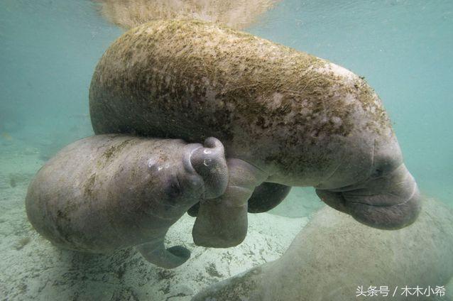 12个孕期的动物,怀孕期最长的动物是什么动物