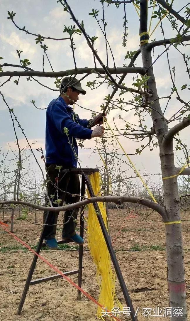 果农必学的标准化拉枝技术,果树拉枝的时节