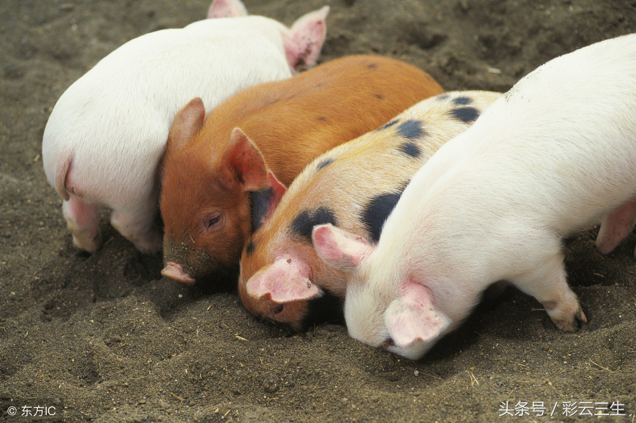 猪老是打架用啥办法解决,猪互相掐架怎么办