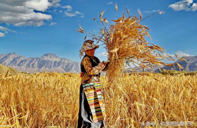 充饥御寒的糌粑，还有丝滑酥油茶，了解一下？（初伊科技）