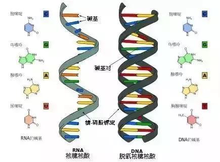 高中生物课本所有生物实验汇总,广东中考生物实验六大实验操作