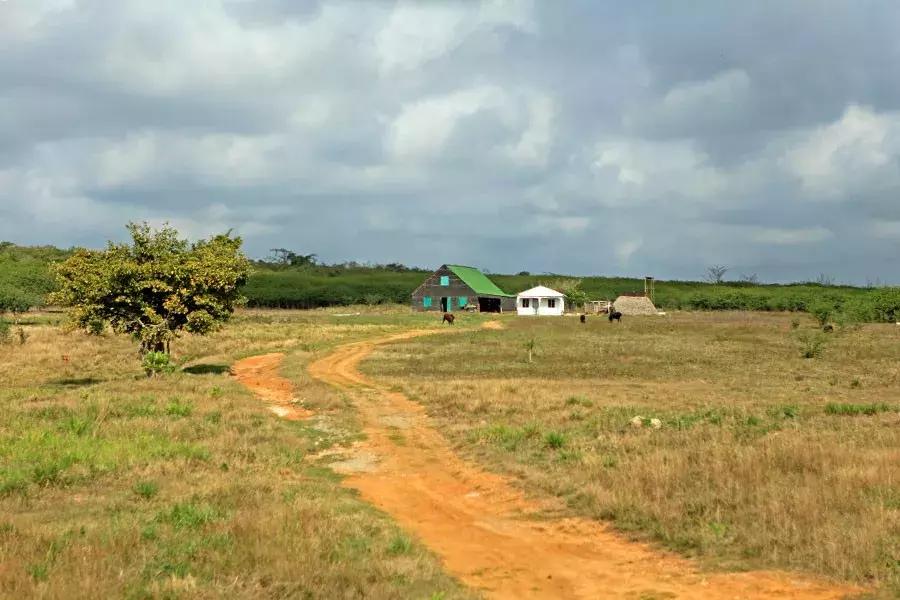 古巴的雪茄烟叶为什么这么特别,古巴雪茄烟种植