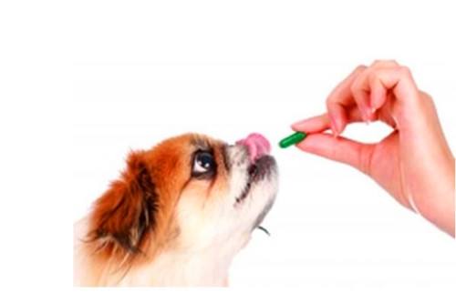 家庭养大型犬注意事项,家庭养犬攻略